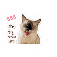 nannn_20260429144657