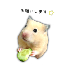 A word collection of Kinkuma hamster