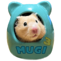 Golden hamster Mugi's life3