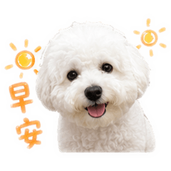 哈波妞