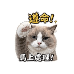 毛毛很努力在賺錢