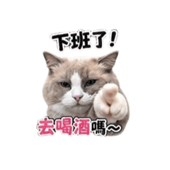 毛毛喝酒嚕❤️