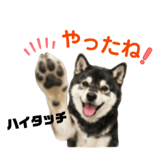 miki_20260525183459