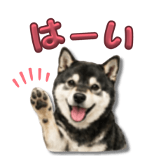 miki_20260525184944