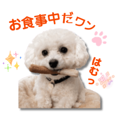 miki_20260525192601