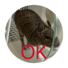 nodokat_20260525193055