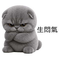 Grey Cat with Short leg! Tuatung (TWN)