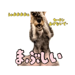 Everyday items-Miniature Schnauzer