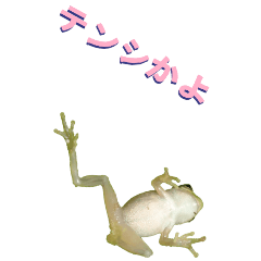 Frog3 praise-BIG