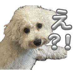 mao_20260518124343