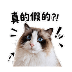 碰碰醬