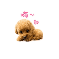 毛孩小宇宙