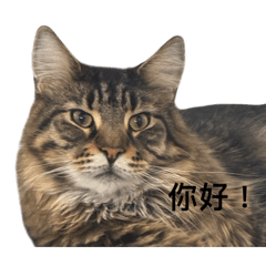 「今天也辛苦喵」：貓奴的日常問候