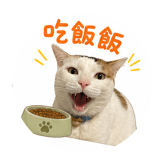 咪吉喵喵