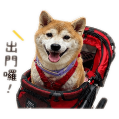 圓圓柴犬日常｜療癒狗狗貼圖