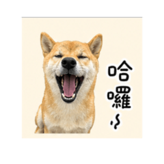 崽崽的第一個貼圖