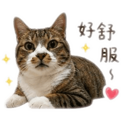 輕狂與咪咪