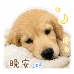 Nick日常：黏人系寶寶
