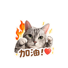虎寶2