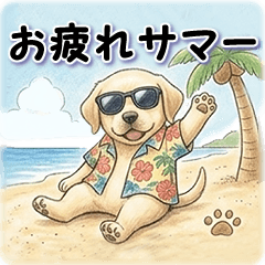 暑すぎるラブラドール