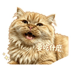 慵懶小貓步步 第一彈