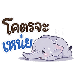 ช้างน้อย หัวกลม