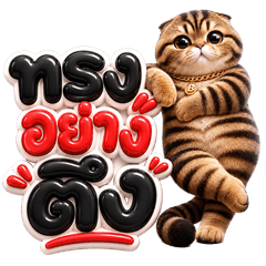Scottish Fold cat, stiff body.