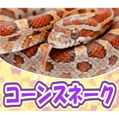 コーンスネークの日常