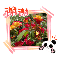 masa no rose