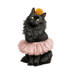 C.A.T.s with Flower