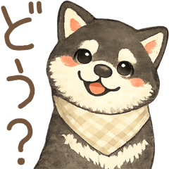 fluffy shiba24
