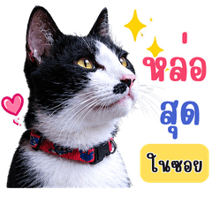 เสียไฝ ทอมมี่