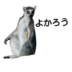 Ring-tailed Lemur (photo with Japanese)