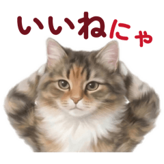 野生派猫せんぱいは優しいやりますね