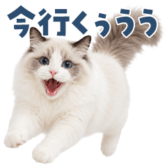 だいたい叫んでるラグドール