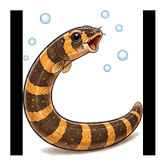 Full Reaction Kuhli Loach