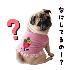 Perfect for everyday use! Strawberry Pug
