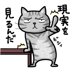 The chubby cat(ASH) diet