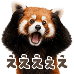 毎日叫ぶレッサーパンダ