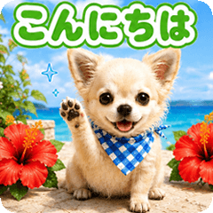 Refreshing summer dog