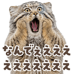 叫ぶマヌルネコ