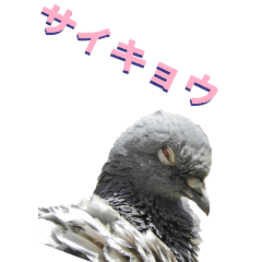 Pigeon5 praise-BIG