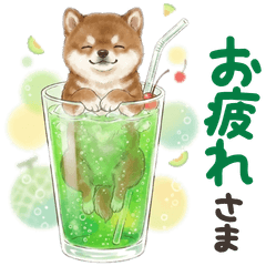 Sabah dog summer