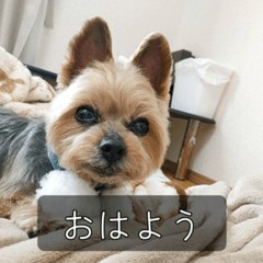 Puffoo the Yorkie