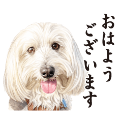 everyday dogs 4(Frequently used words)