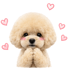 The Daily Life of a Round Poodle