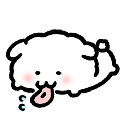 Bichon Poof-Little doggo's daily life