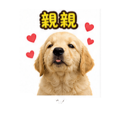 黃金獵犬布丁2