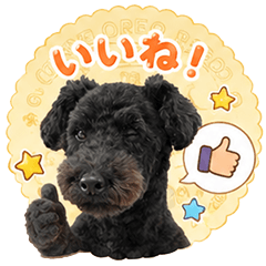 ibee-oreo