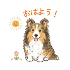 Cute Everyday Sheltie